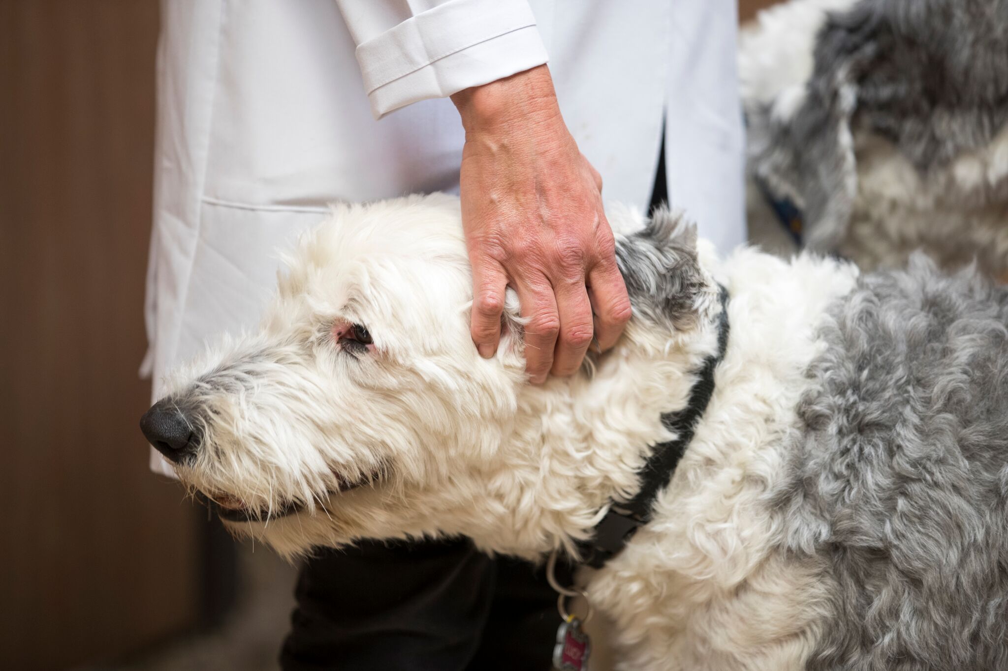 Parker Veterinarian Franktown Animal Clinic in Parker, CO