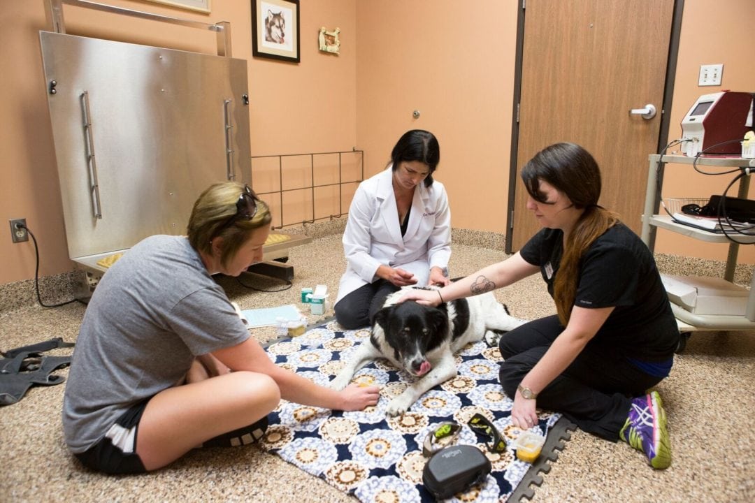 Parker Veterinarian Franktown Animal Clinic in Parker, CO