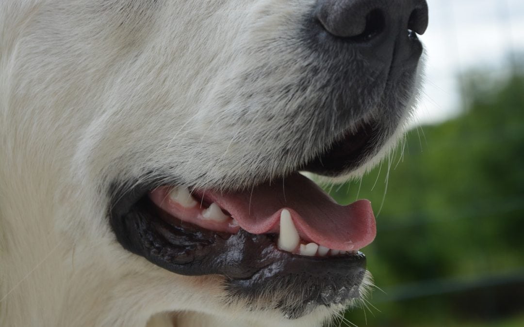 How to Keep Your Dog’s Teeth Clean in Between Veterinary Visits