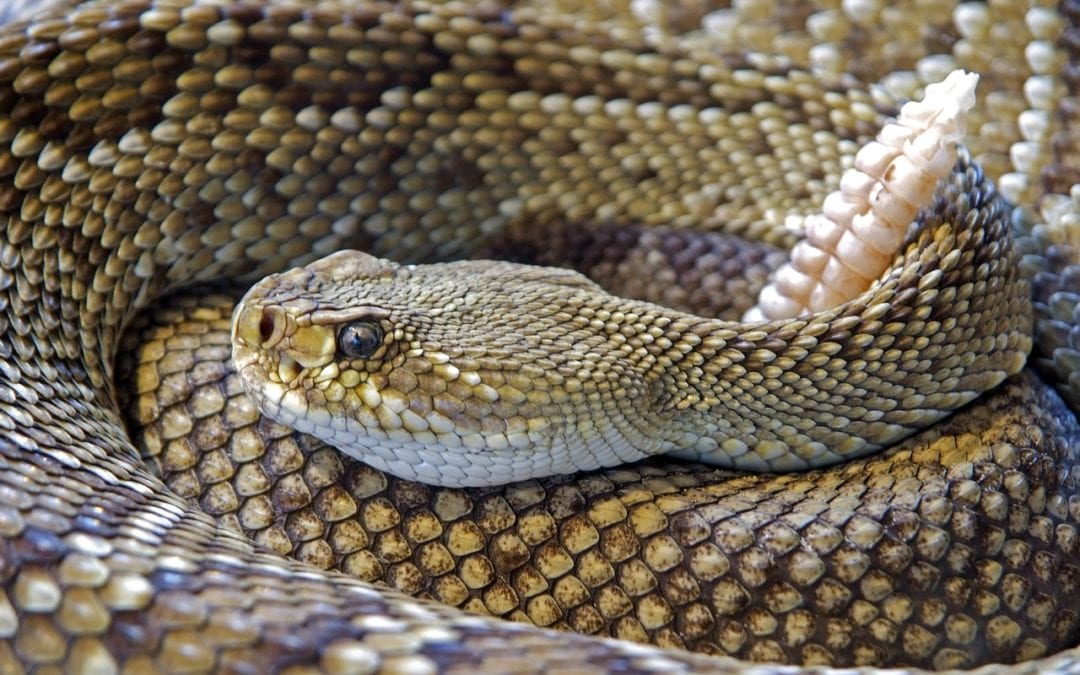6 Things To Know About Keeping Your Dog Safe from Rattlesnakes