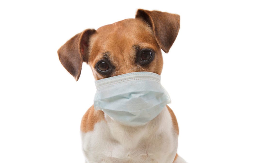 Coronavirus: What Does it Mean for You and Your Pets?