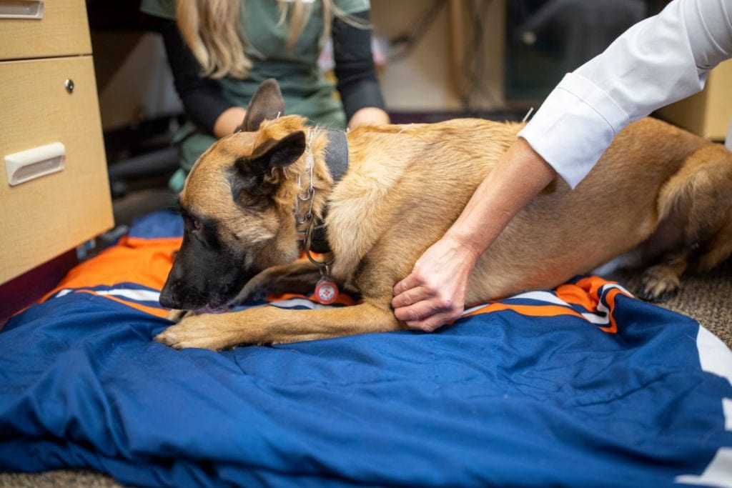 Large dog accupuncture